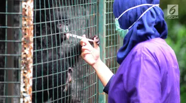 Dokter hewan yang juga aktivis Animal Sanctuary Trust Indonesia (ASTI)  memberi vitamin ke Siamang (Symphalangus syndactylus) yang merupakan hasil sitaan dari warga di tempat Pusat Transit Satwa Gadog ASTi, Bogor, Senin (11/3). (merdeka.com/arie basuki)