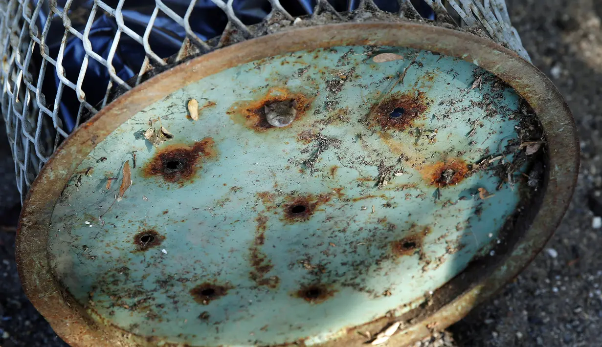 Seekor tikus saat terjebak di sebuah lubang bagian bawah tong sampah di Brooklyn, New York, Amerika Serikat, (18/10). Tikus tersebut terlihat kesusahan melepaskan diri dari lubang tong sampah. (REUTERS/Lucas Jackson)