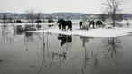 Kuda mencari makan di pulau sungai Krcedinska Ada yang banjir di sungai Danube, 50 kilometer barat laut Beograd, Serbia, Selasa (9/1/2024). (AP Photo/Darko Vojinovic)