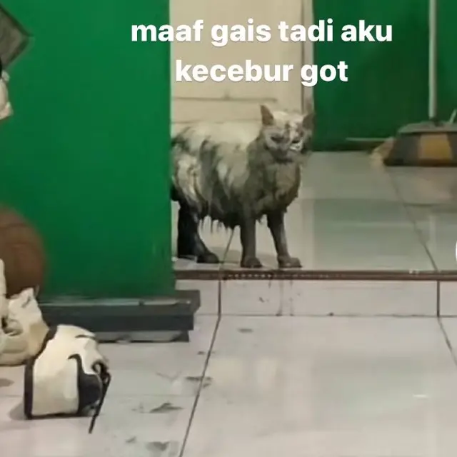 6 Meme Kucing Usai Kecebur Got Kocak, Pemilik Hanya Bisa Elus Dada