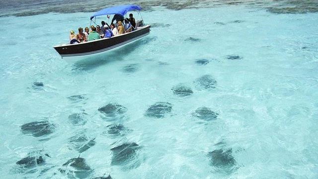 Pacu Adrenalin, Berenang Bersama Ikan Hiu dan Pari