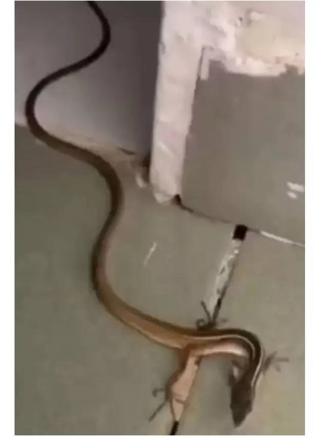 Viral Penampakan Misterius 'Ular Berkaki', Bikin Netizen Geleng Kepala