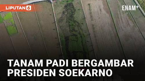 VIDEO: Rayakan Bulan Bung Karno, Desa di Semarang Tanam Padi Bergambar Presiden Soekarno