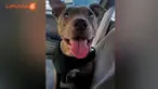 Tidak hanya mengalami kebutaan, anjing ini juga menderita penyakit jantung dan kulit setelah mengalami persalinan.