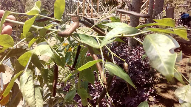 Tanaman kewer atau Senna Septemtrionalis cukup efektif dalam melancarkan masalah pencernaan dan sembelit tubuh
