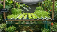 6 Tips Agar Tanaman Aquaponik Subur dan Ikan Tidak Stres, Hasil Panen Lebih Optimal