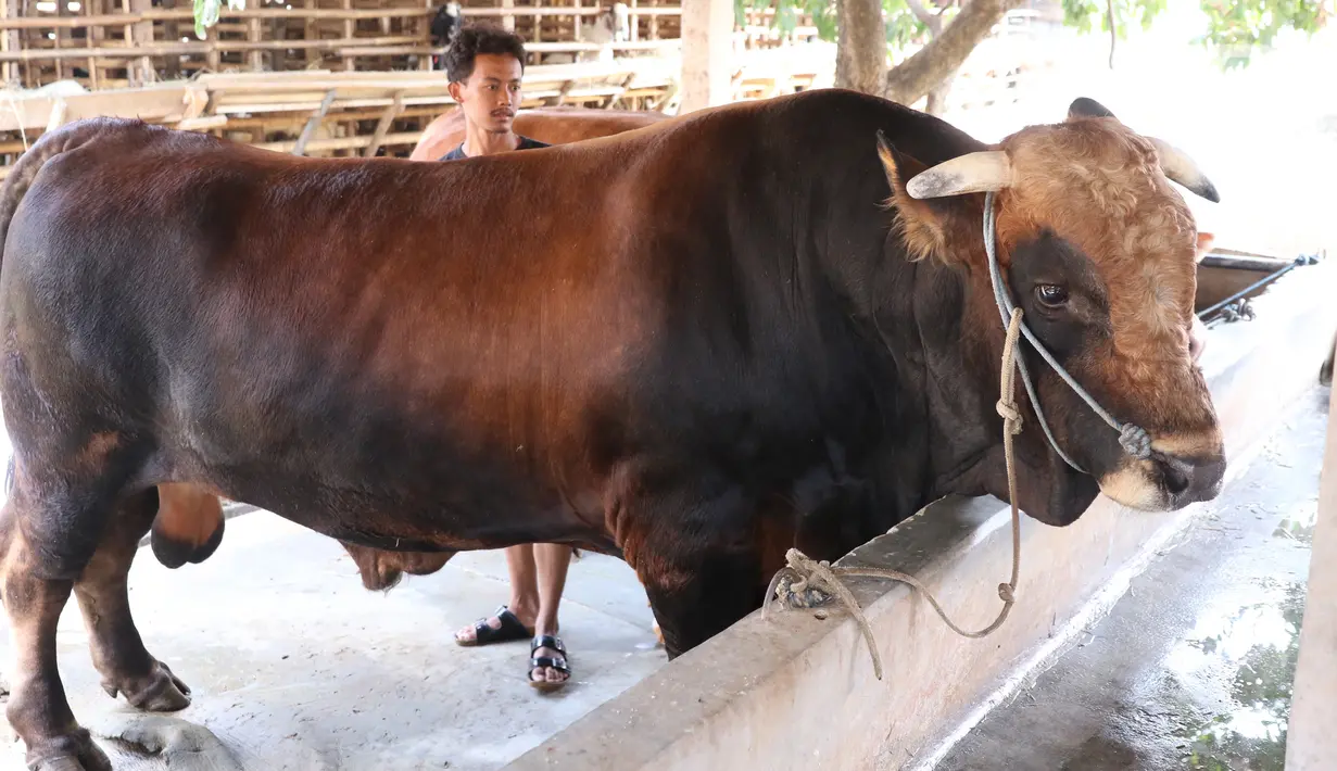 Peternak sapi melakukan perawatan sapi yang sudah dibeli Presiden Joko Widodo untuk kurban  Idul Adha di Ciledug, Tangerang, Banten, Selasa (28/7/2020). Menurut peternak, perawatan sapi jenis ini harus lembut, Tidak boleh dibentak-bentak Dan melakukan kekerasan fisik. (Liputan6.com/Angga Yuniar)