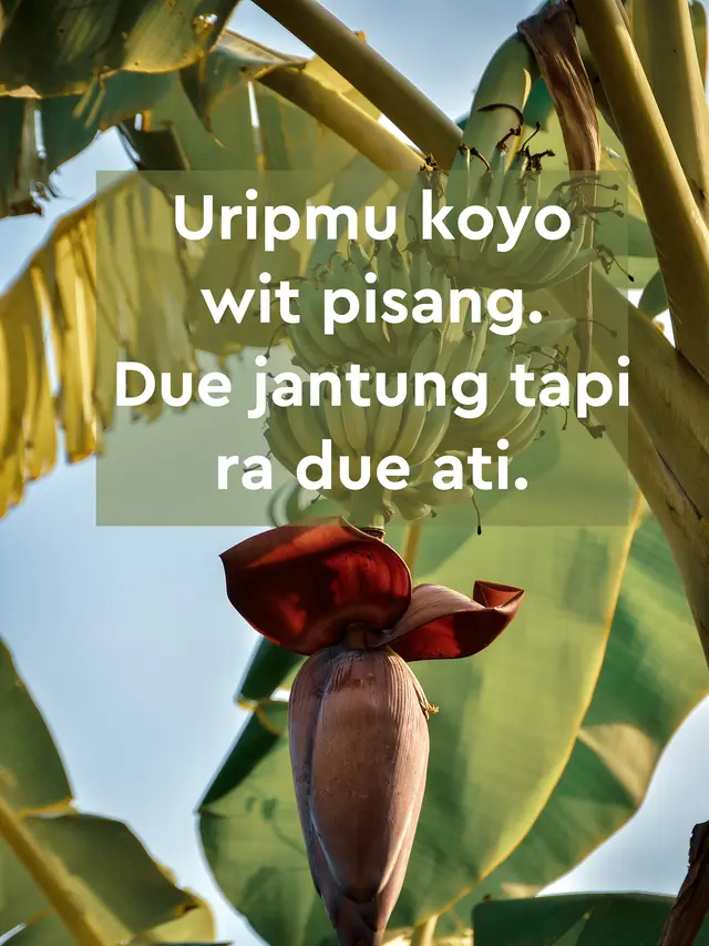 10 Gambar Kata-Kata Lucu Bahasa Jawa, Kocak Menghibur Hati - Hot