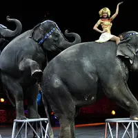 Mulai sekarang kamu nggak akan pernah melihat sirkus di Amerika Serikat mempertontonkan pertunjukan gajah.