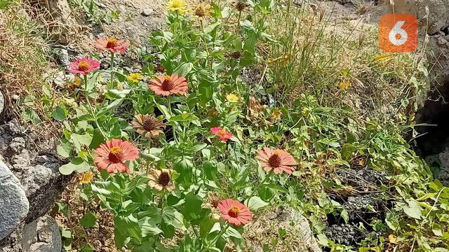 Kisah Warung Sederhana di Dekat Zona Merah Likuefaksi Palu