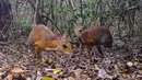 Chevrotain berpunggung perak terekam di salah satu hutan di Vietnam, 6 Juni 2018. Peneliti berhasil mengambil rekaman foto 'tikus-rusa' untuk pertama kalinya sejak diperkirakan punah (Global Wildlife Conservation/Southern Institute of Ecology/Leibniz Institute for Zoo and Wildlife Research/NCNP/AFP)