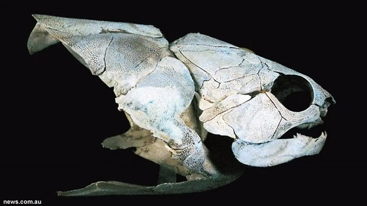 ikan-fosil-130617c.jpg