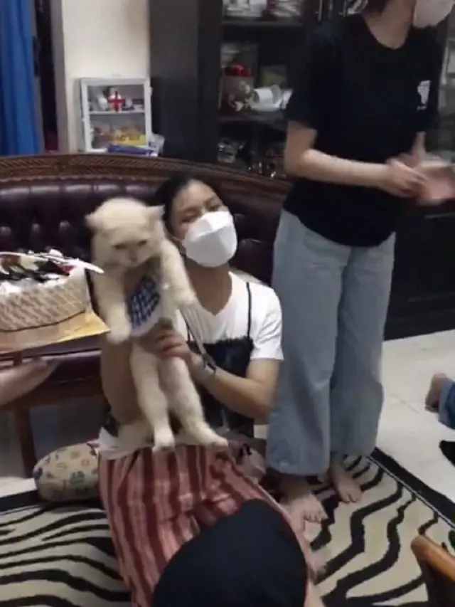 kucing ulang tahun