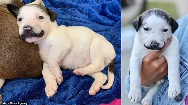Anjing mirip Salvador Dali