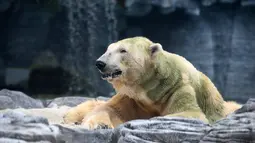 Aktivitas beruang kutub tua, Inuka saat berada di atas tempat tidur pasir dalam kandangnya di Kebun Binatang Singapura, Jumat (13/4). Inuka telah mencapai usia 27 tahun atau 70-an tahun pada manusia. (Roslan RAHMAN/AFP)
