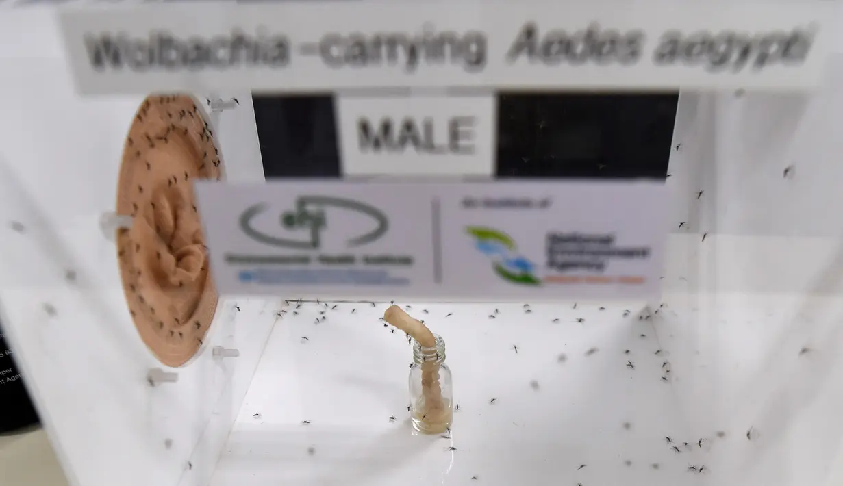 Nyamuk jantan pembawa bakteri Wolbachia dikembangbiakkan di Badan Lingkungan Nasional Singapura, Selasa (7/2). Bakteri Wolbachia telah diteliti mampu 'mengontrol' populasi nyamuk penyebar benih wabah demam berdarah. (AFP Photo/Roslan Rahman)
