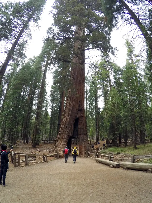 Pohon Unik Ikon California Tumbang