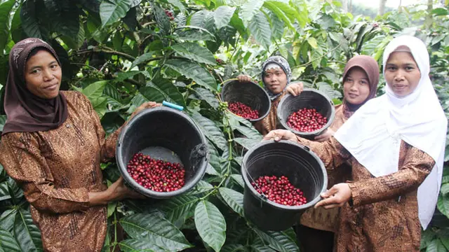 Dua Varietas Kopi Mitra Binaan UP Mrica Terpilih Sebagai The Best Indonesian Coffee