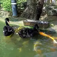 Suatu peristiwa langka direkam oleh seorang pelancong. 