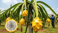 Kiat Sukses Budidaya Buah Naga Kuning agar Tumbuh Subur dan Berbuah Manis