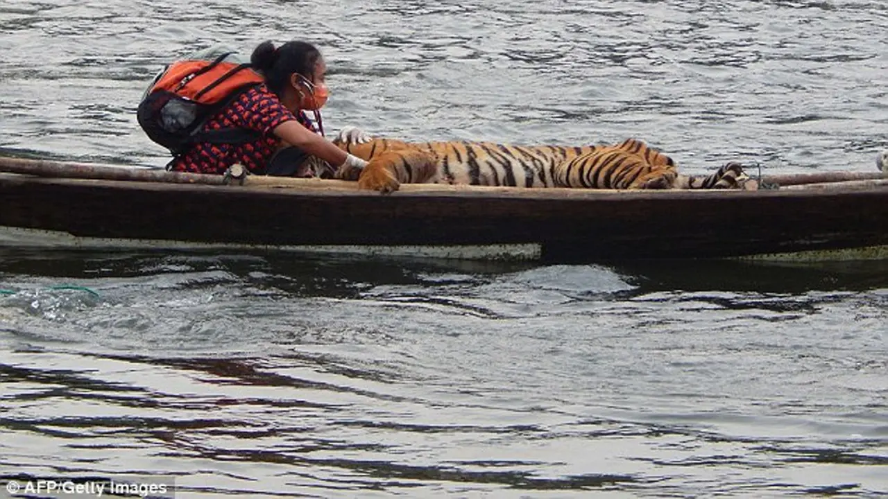 Selamatkan Nyawa Harimau Sumatra, Wanita Ini Rela Berbagi Perahu