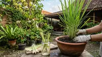 7 Cara Menanam Serai dari Sisa Batang Dapur, Mudah dan Hemat