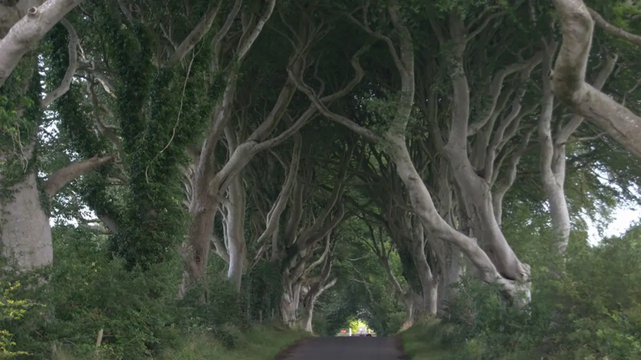hutan