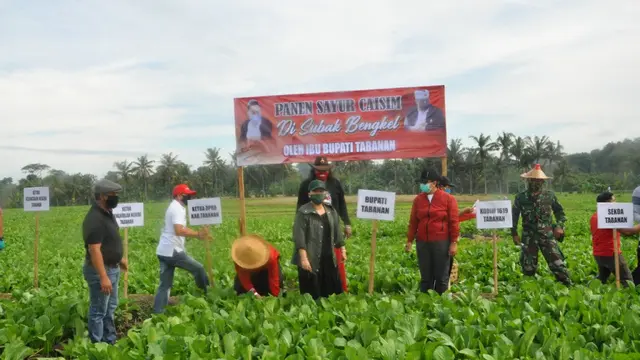 Bupati Tabanan Ni Putu Eka Wiryastuti Menghadiri Acara Panen Sayur, Sebuah Gerakan Untuk Membantu Masyarakat Tabanan yang Terkena Dampak Covid 19 di Desa Bengkel, Kabupaten Tabanan, Bali, Rabu (27/5)