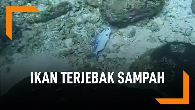 Memprihatinkan, Ikan Terperangkap Sampah Laut