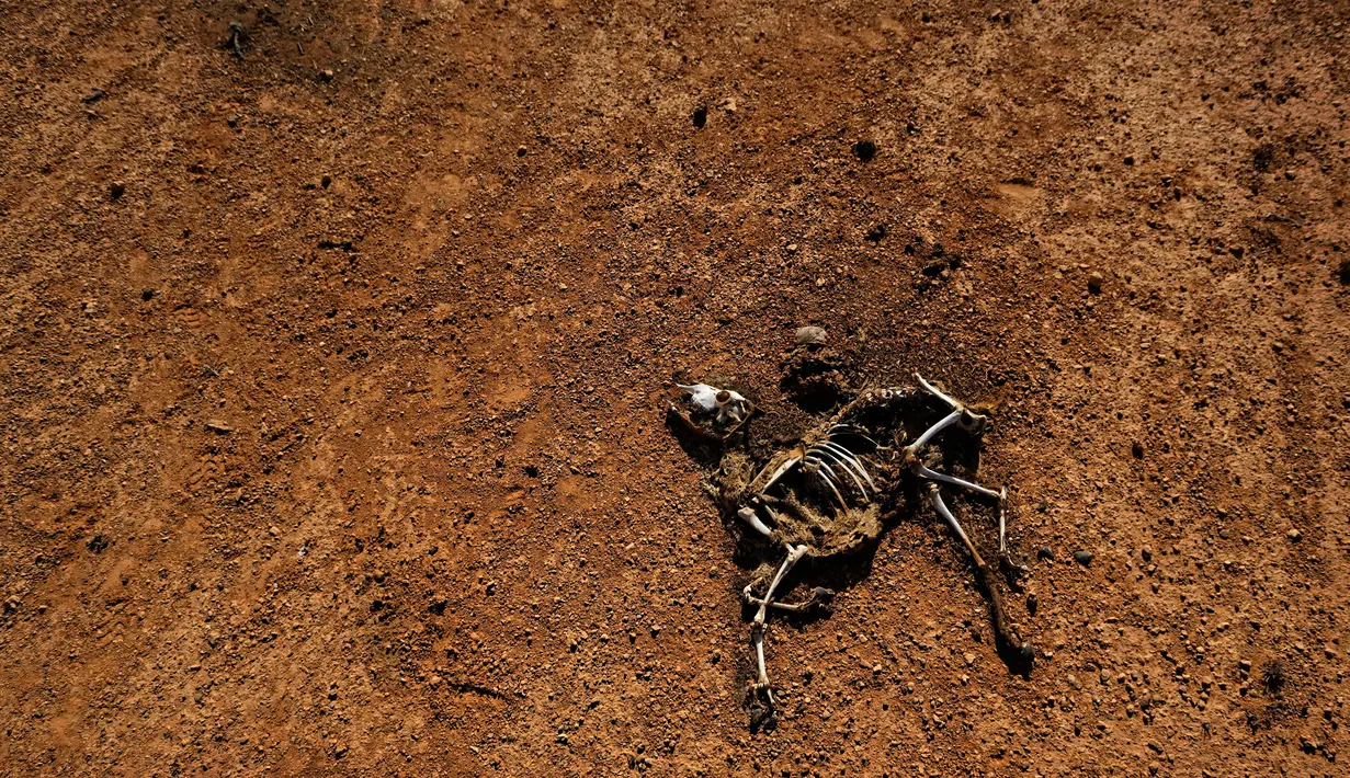 Bangkai kambing terletak di gurun di Bandar Beyla, Somalia, Rabu (8/3). Kekeringan di Somalia disebabkan antara lain oleh fenomena cuaca El Nino yang dampaknya menerjang kawasan timur dan selatan Afrika.. (AP/Ben Curtis)