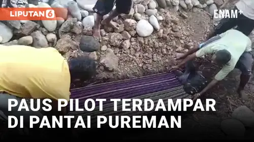 VIDEO: Bikin Heboh, Paus Pilot yang Terdampar Akhirnya Dikubur