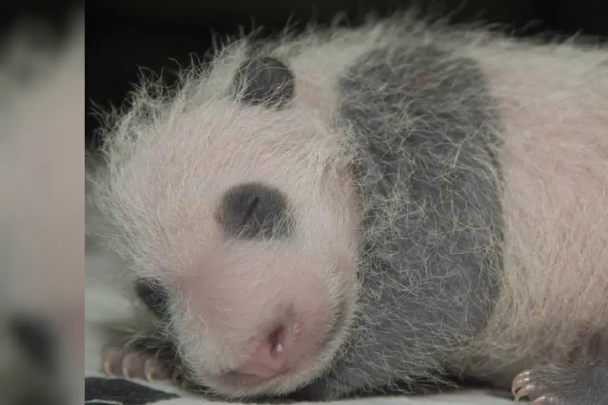 Bayi Panda Raksasa Mei Xiang Tumbuh dengan Cepat