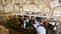 Gubernur Jabar Ridwan Kamil saat meninjau vaksinasi PMK pada sapi di Desa Cilembu, Pamulihan, Kabupaten Sumedang, Senin (20/6)/Istimewa.