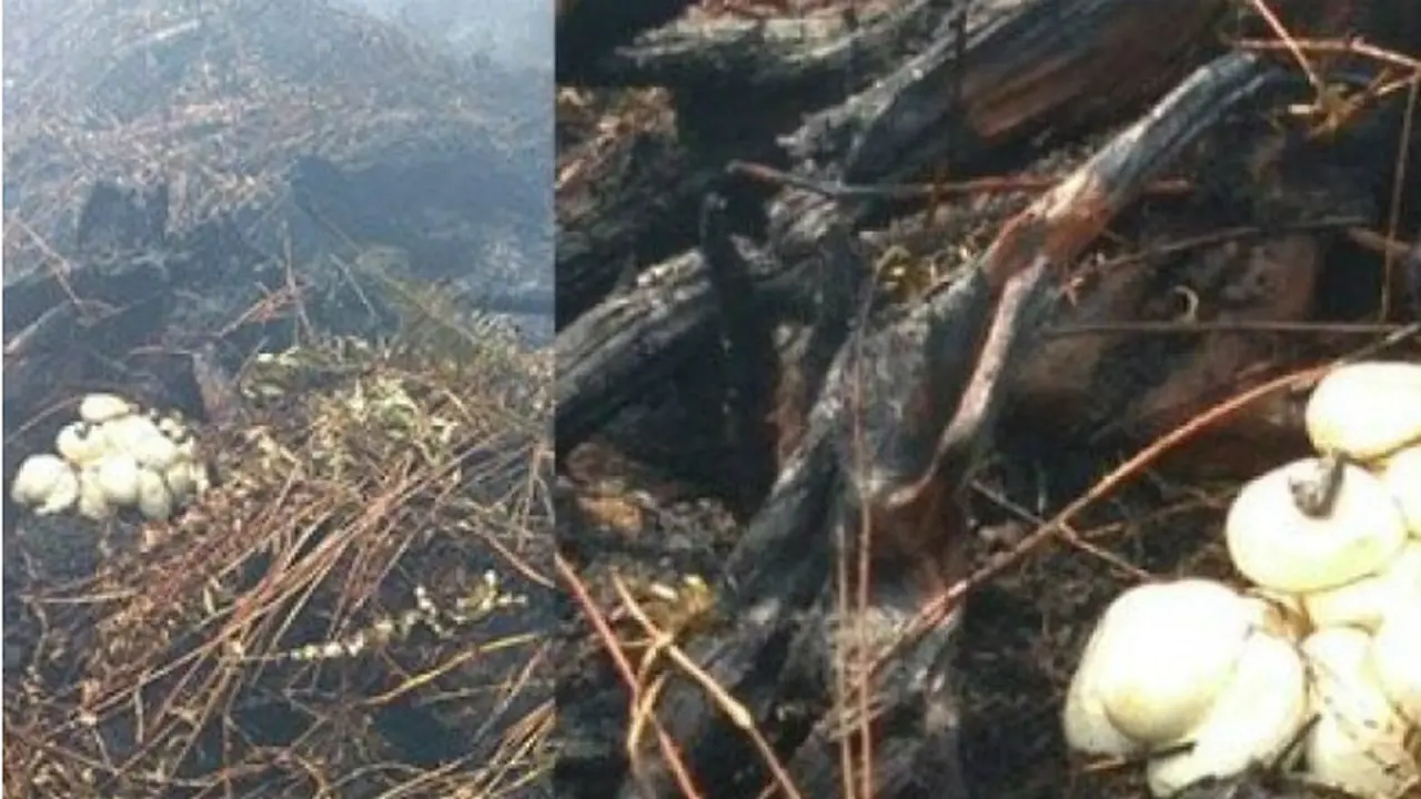 Heboh, Penemuan Sarang Dan Telur Ular Piton Di Lahan Terbakar Pangkalan Kerinci
