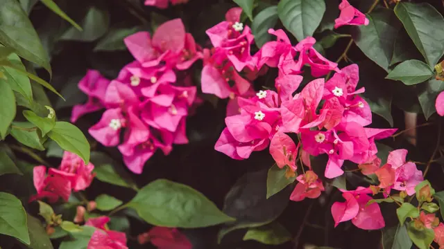 Cara Menanam Bougainvillea di Tanah dan Pot agar Subur dan Rajin Berbunga