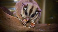 Sugar Glider / Sumber: Pixabay