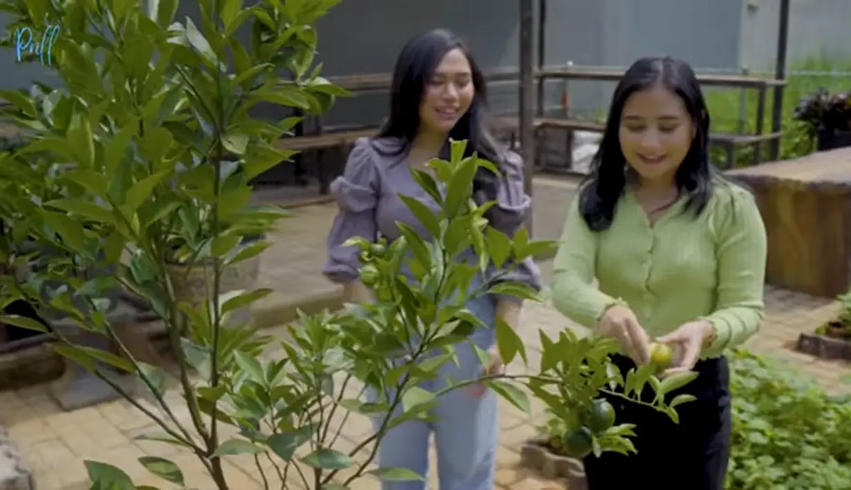 Kebun sayur Prilly Latuconsina (Youtube/ Prilly Latuconsina)