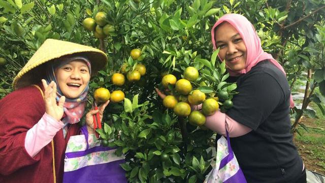 5 Wisata Petik Buah Di Jawa Timur Cocok Untuk Liburan