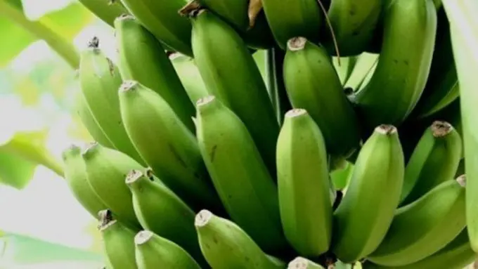 Pisang mentah/copyright inhabitat.com