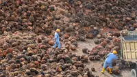 Keberhasilan Hilirisasi Sawit Dinilai Bergantung pada Penguatan Sektor Hulu