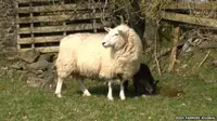 Geep, hewan perpaduan domba dan kambing. (Irish Farmers Journal) 