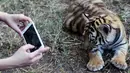 Seekor anak Harimau Bengal difoto dengan ponsel di penampungan hewan FURESA, Jayaque, San Salvador, Selasa (31/1). Empat anak harimau bengal, sebuah spesies yang terancam punah, berhasil lahir melalui persalinan normal. (AFP PHOTO/ Marvin RECINOS)