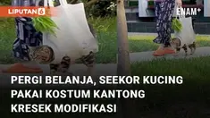 Seekor kucing diajak pergi belanja oleh majikannya menarik perhatian
