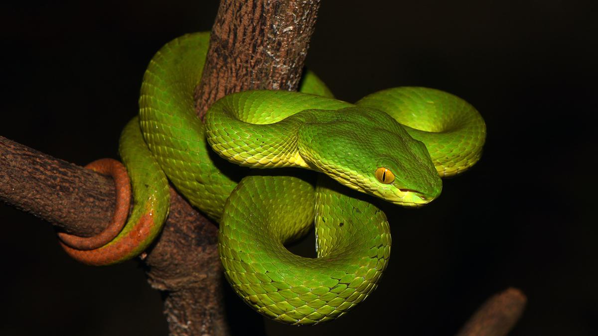 Ular Hijau Ekor Merah Apakah Berbisa? Kenali Bahaya dan Bedanya dengan Ular Pucuk