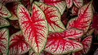 Ilustrasi tanaman keladi dua warna (Gambar oleh Samuel Stone dari Pixabay).