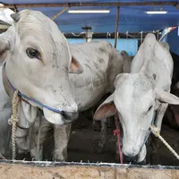 Sejumlah hewan kurban di kawasan Tanah Abang, Jakarta, Sabtu (3/9). Untuk harga Kambing dijual dengan harga Rp2,2-5,5 juta, sedangkan harga sapi Rp18-35 juta. (Liputan6.com/Yoppy Renato)