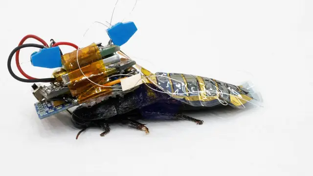Kecoa Cyborg