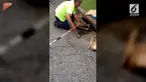 Seekor bayi rusa terjebak dalam gorong-gorong sangat sempit. Akibatnya dibutuhkan bantuan beberapa orang untuk mengeluarkannya.