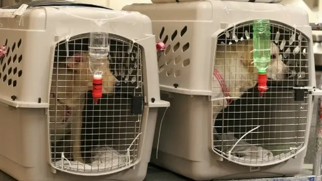 Aksi Heroik Pilot Canada Air Selamatkan Anjing Di Pesawat