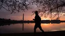 Seorang warga berlari di bawah pohon sakura yang bermekaran di sekitar Basin Tidal saat matahari terbit di Washington, DC, (4/6). (AFP Photo/Saul Loeb)